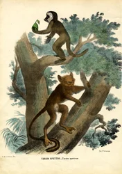 Tarsero, 1863-79